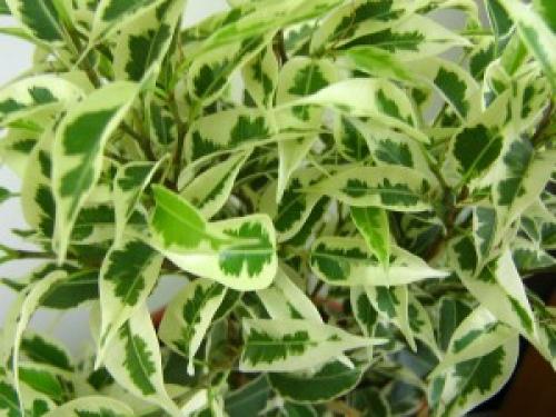 Фикус описание для детей. Фикус бенджамина описание для детей