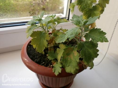 Как укрывать на зиму шаровидные хризантемы. Как сохранить шаровидную хризантему зимой - 3 способа для мультифлоры проверенные временем!