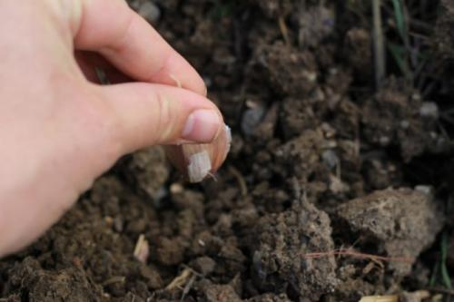 Посадка чеснока головками. Подготовительные работы перед посадкой