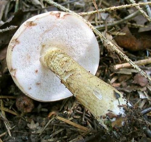 Ложный подосиновик. Как отличить настоящий подосиновик от ложного