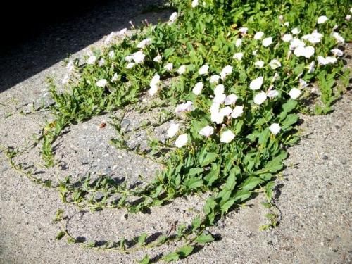 Как бороться с вьюном на картофельном поле. Общая характеристика растения 03