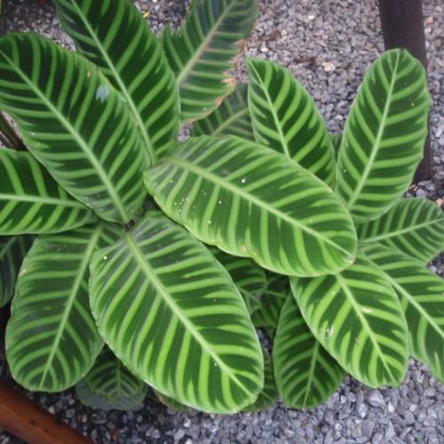 Маранта цветок ядовитый. Виды маранты