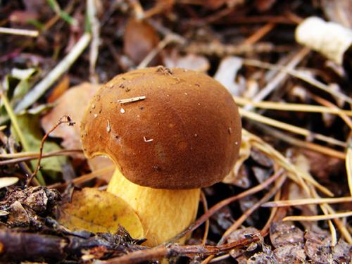 Как быстро растут польские грибы. Когда собирать и как приготовить польский гриб? Польский гриб - белый, подробное его описание с фото