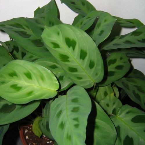 Маранта цветок ядовитый. Виды маранты