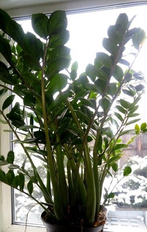 Пересадка долларового дерева по лунному календарю. Как за 3 года вырастить огромное долларовое дерево.