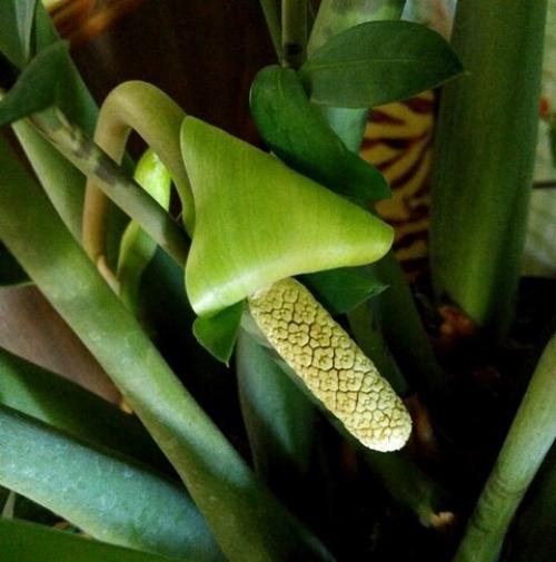 Пересадка долларового дерева по лунному календарю. Как за 3 года вырастить огромное долларовое дерево.