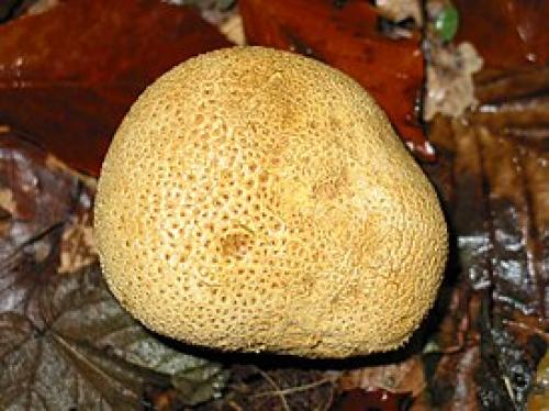 Гриб Дождевик, как отличить от ложного. Ложнодождевик (Scleroderma) 22