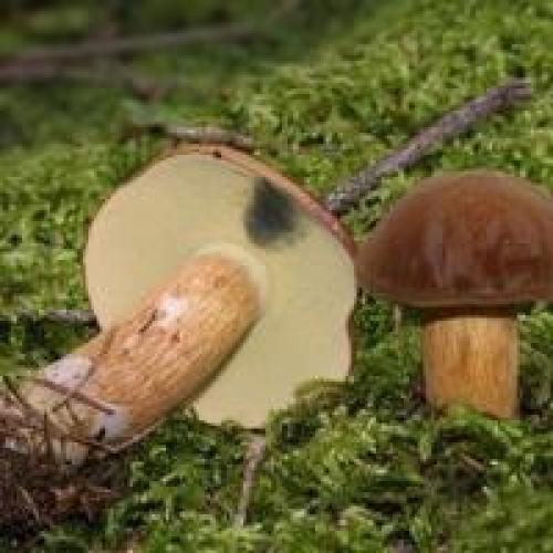 Моховик каштановый. Сайт любителей «Тихой охоты»