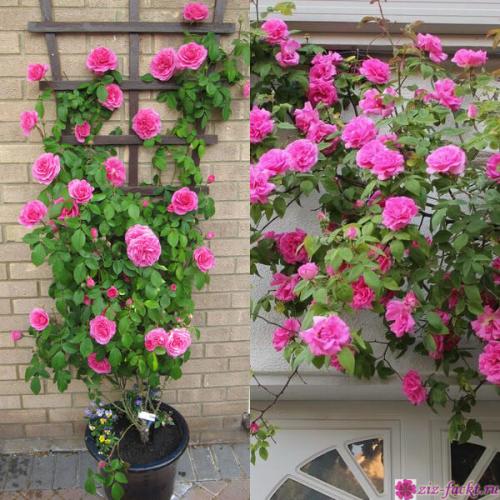 Роза плетистая пересадка осенью. Пересадка плетистой розы осенью