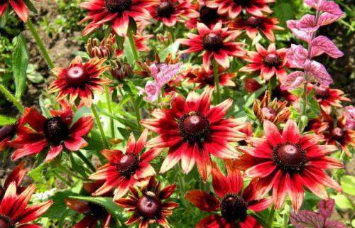 Рудбекия морено мохнатая. Однолетние и двухлетние