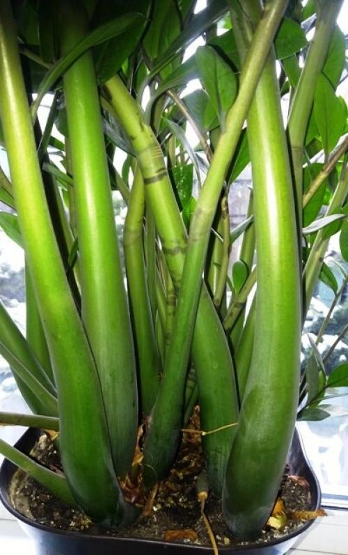 Пересадка долларового дерева по лунному календарю. Как за 3 года вырастить огромное долларовое дерево.