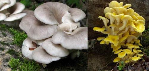 Оранжевый гриб на дереве. Съедобные и несъедобные грибы, растущие на деревьях и пнях +Видео опытных грибников