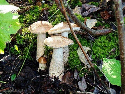 В какое время растут подберезовики. Подберезовик - описание, фото, свойства, виды, где растут