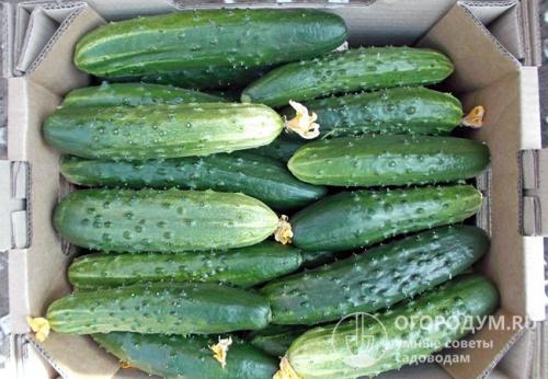 Как хранить огурцы в холодильнике. Способы хранения