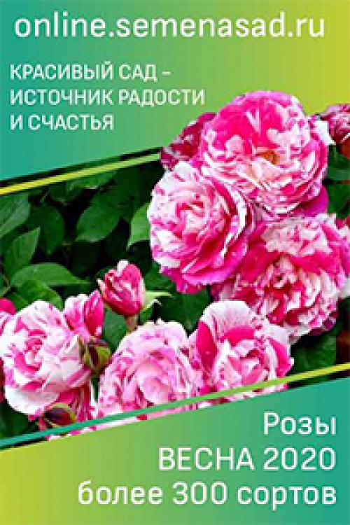 Сок из винограда на зиму без соковыжималки. Виноградный сок без пресса, соковыжималки и соковарки
