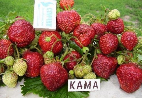 Клубника кама. Клубника «Кама»