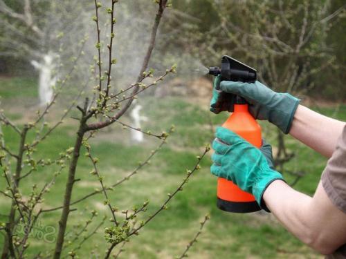 Уход за садом в октябре. Обязательный осенний уход за плодовыми деревьями