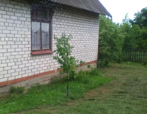 Ранние сорта абрикоса для беларуси. Белорусские абрикосы, какие они?