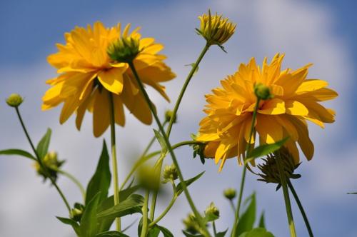 Рудбекия черри бренди фото