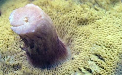 Грибы шубники. Гриб моховик: описание +Фото, как готовить? Съедобные и ложные +Видео