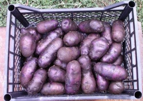 Картофель сорта Василий описание сорта. Картофель Василий — описание сорта 06 Картофель сорта Василий описание сорта. Картофель Василий — описание сорта 06