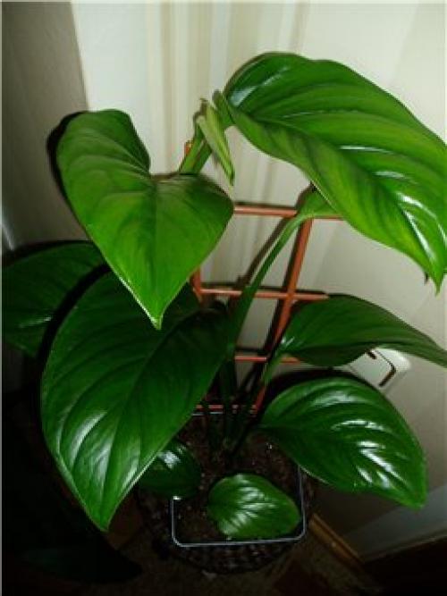 Можно ли в спальне держать монстеру. Можно ли держать дома монстеру 05