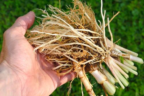 Время сбора валерианы. Применение валерианы