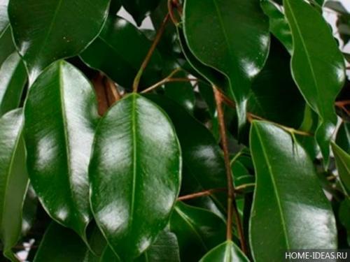 Паспорт комнатного растения фикус. Паспорт комнатных растений в детском саду 31