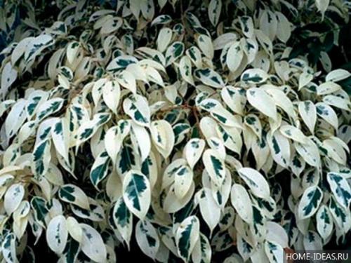 Паспорт комнатного растения фикус. Паспорт комнатных растений в детском саду 35