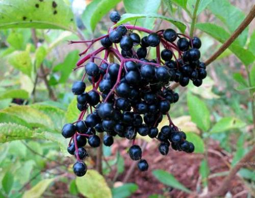 Луговые ядовитые грибы. Рейтинг ядовитых грибов России. Грибникам на заметку 19