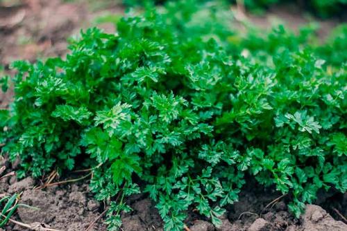 Сохранение петрушки на зиму. Как сохранить и заготовить петрушку на зиму в домашних условиях