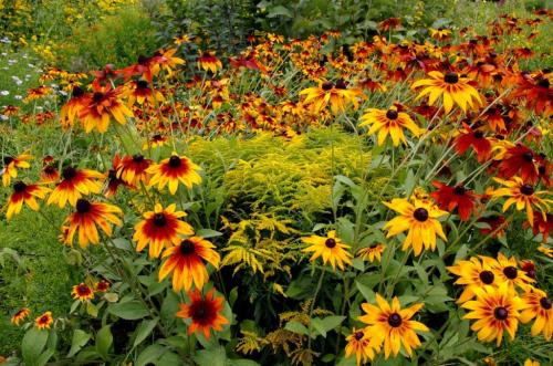 Рудбекия волосистая Rudbeckia hirta