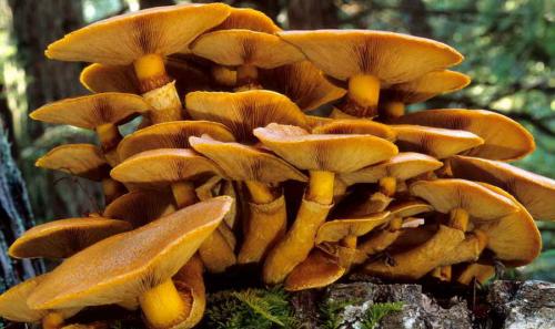 Луговые ядовитые грибы. Рейтинг ядовитых грибов России. Грибникам на заметку 14