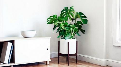 Монстера ядовита. Монстера: разновидности и их характеристика, особенности посадки и ухода