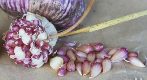 Почему чеснок вырос одной головкой. Почему чеснок не разделился на дольки 04