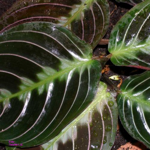 Маранта цветок ядовитый. Виды маранты