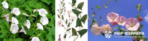 Огородный сорняк. Сорняки в огороде на даче с фото и названиями