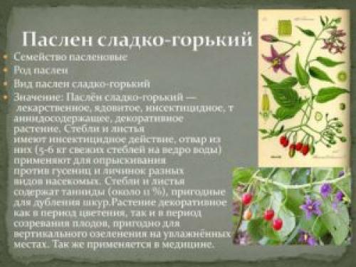Настойка паслена сладко горького. Паслен сладко-горький (красный) Solarium dulcamara