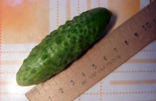 Рецепт маринада для корнишонов. Закатка корнишонов