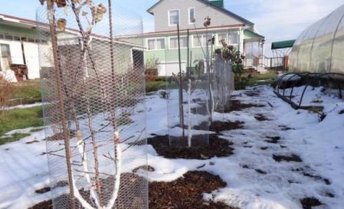 Как закрыть саженцы от зайцев. Как защитить плодовые деревя от зайцев зимой