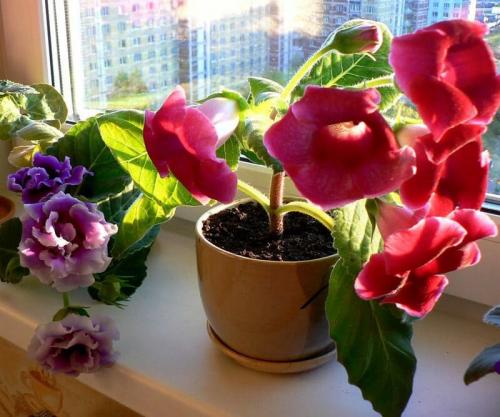 Глоксиния луковичная. Как выращивать глоксинию в домашних условиях, тонкости ухода за цветком