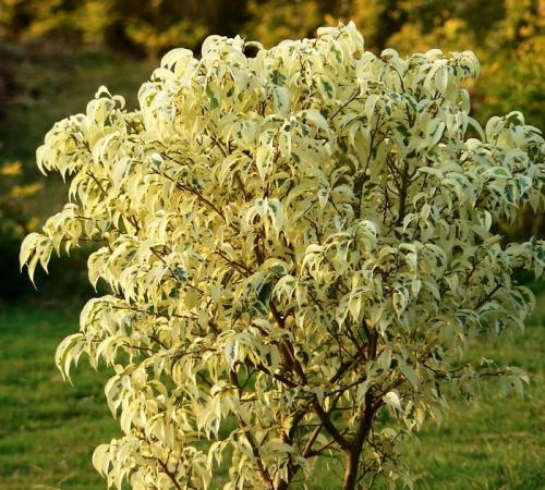 Паспорт комнатного растения фикус. Паспорт комнатных растений в детском саду 25