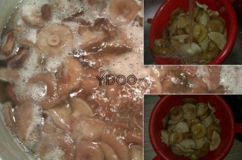 Как засолить волжанки горячим способом. Засолка волнушек горячим способом 10