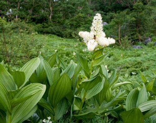 Луговые ядовитые грибы. Рейтинг ядовитых грибов России. Грибникам на заметку 23