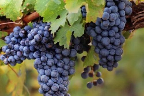 Сорта винограда для вина. ТОП-10 лучших в мире сортов винограда для виноделия.