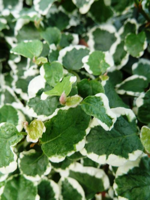 Паспорт комнатного растения фикус. Паспорт комнатных растений в детском саду 28