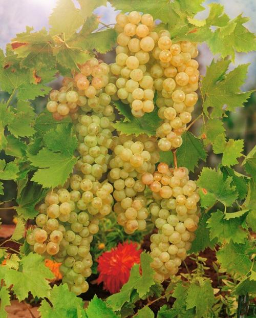 Сорта винограда для вина. ТОП-10 лучших в мире сортов винограда для виноделия.