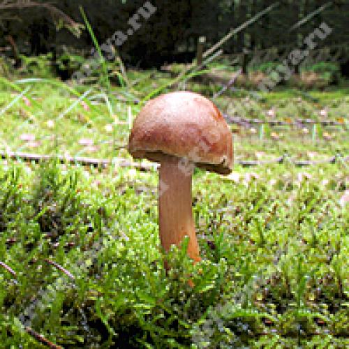 Грибы похожие на Моховики. Грибы Моховики 06