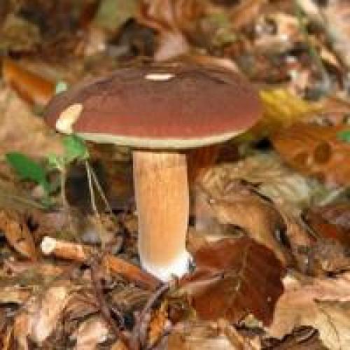 Моховик каштановый. Сайт любителей «Тихой охоты»