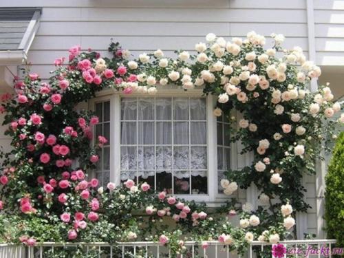 Пересадка розы плетистой осенью. Пересадка плетистой розы осенью